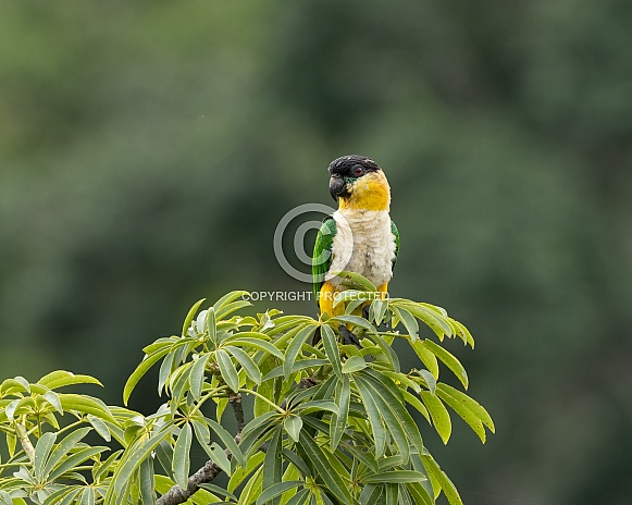 Black-headed Caique, Black-capped Parrot, Pallid Parrot Black-headed Caique, Black-capped Parrot, Pallid Parrot