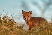 Red fox cubs in there natural habitat