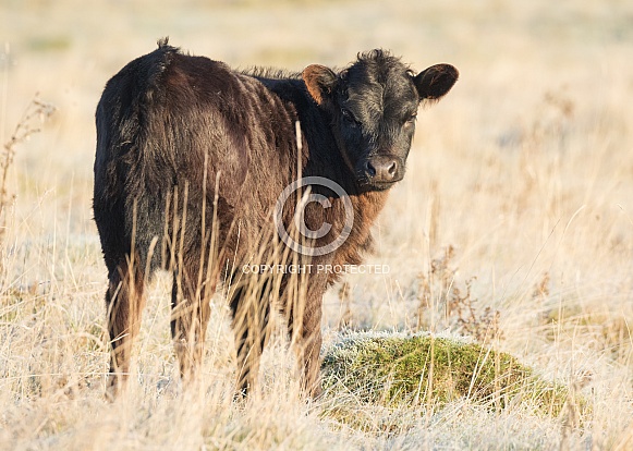 Aberdeen Angus Calf