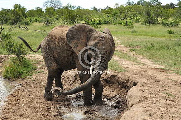 Bathing Elephant
