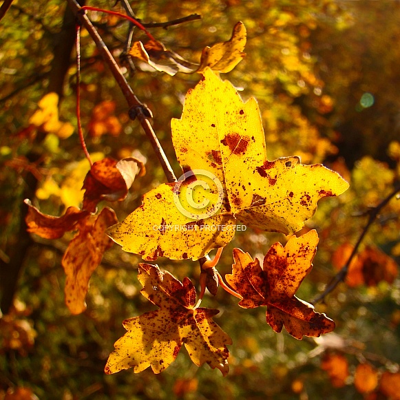 Colorful Autumn Leaves