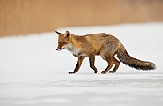 Red fox in Nature
