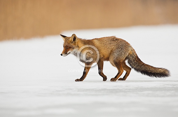 Red fox in Nature Red fox in Nature