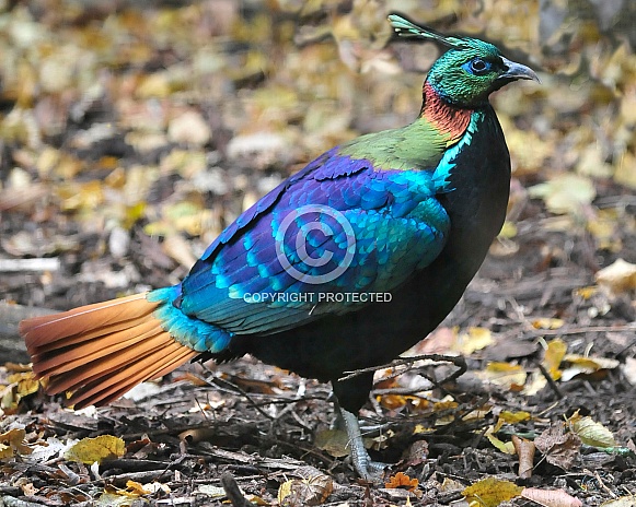 himalayan monul himalayan monul