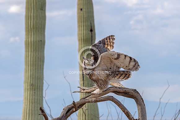 Great Horned Owl
