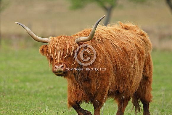 Highland Cattle