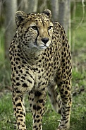 Cheetah Close up