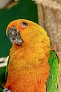 Jandaya parakeet