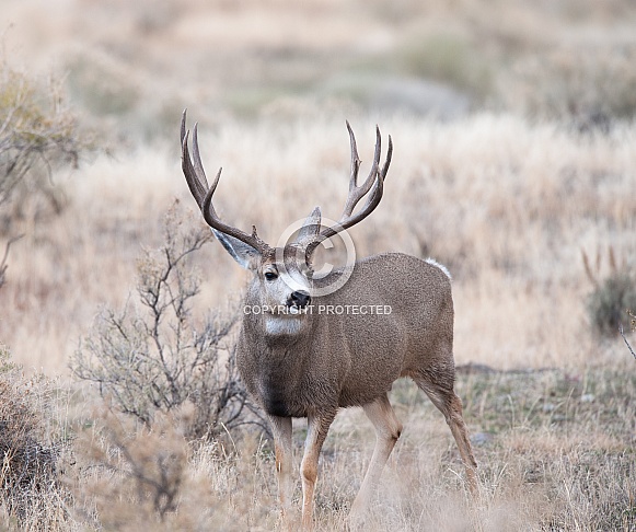 Wild Mule Deer Buck Wild Mule Deer Buck