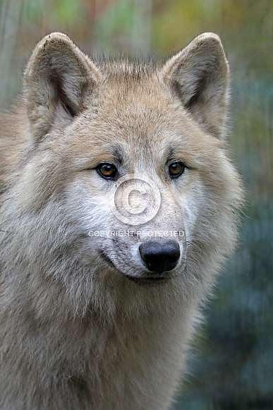 White Hudson Bay Wolf (Canis lupus hudsonicus)