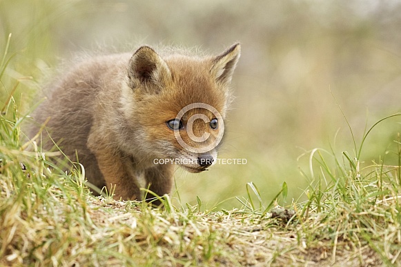 Red fox cub