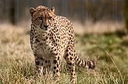 Cheetah Standing In Grass Full Body