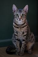 Savannah cat Gaia