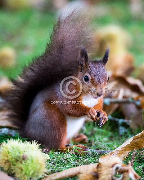 Red Squirrel Red Squirrel