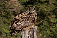 Eurasian Eagle Owl