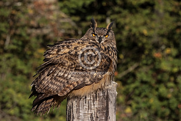 Eurasian Eagle Owl