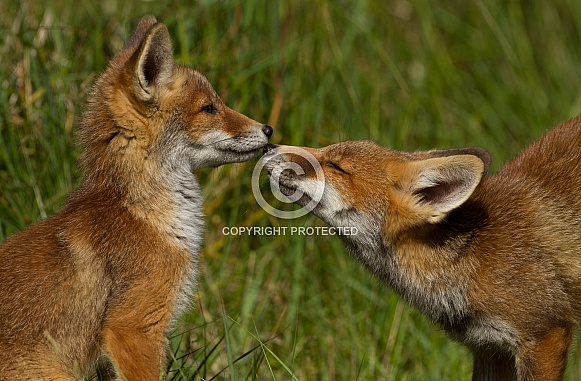 Two juvenile red foxes