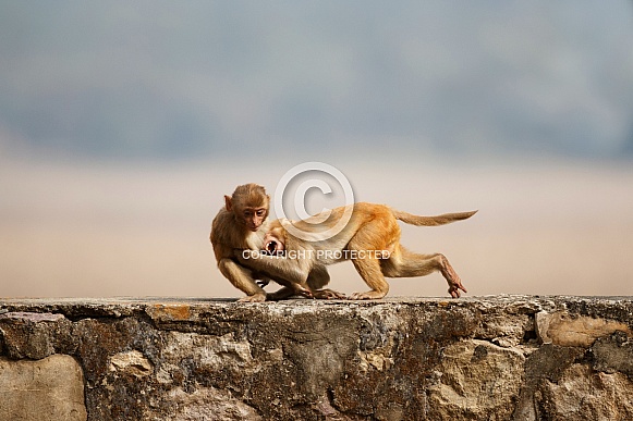 Macaque rhesus on the wall with beautiful blurry background Macaque rhesus on the wall with beautiful blurry background