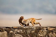 Macaque rhesus on the wall with beautiful blurry background