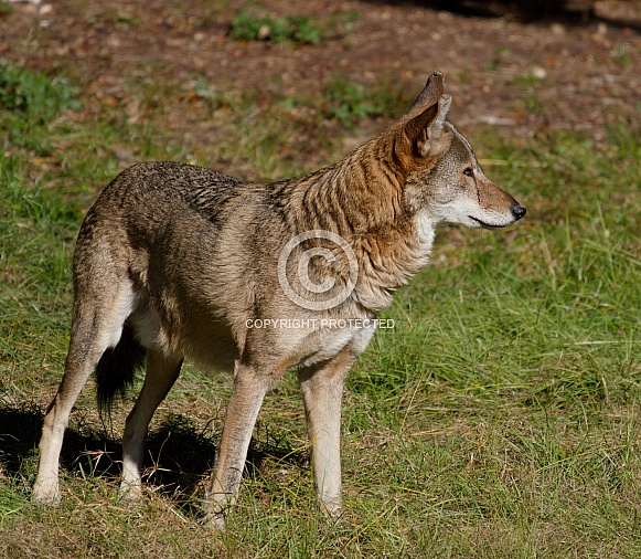 Red wolf