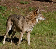 Red wolf