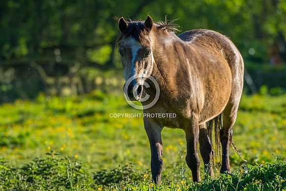 Young Horse