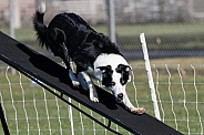 Border collie doing agility