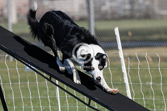 Border collie doing agility