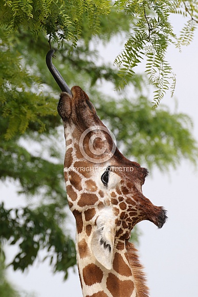 giraffe detail