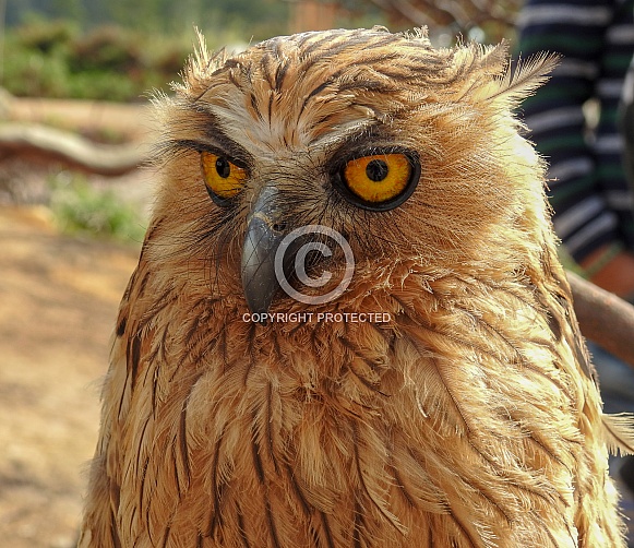 Buffy Fish Owl