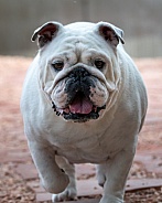White bulldog outdoor portrait