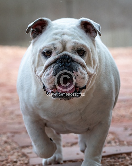 White bulldog outdoor portrait