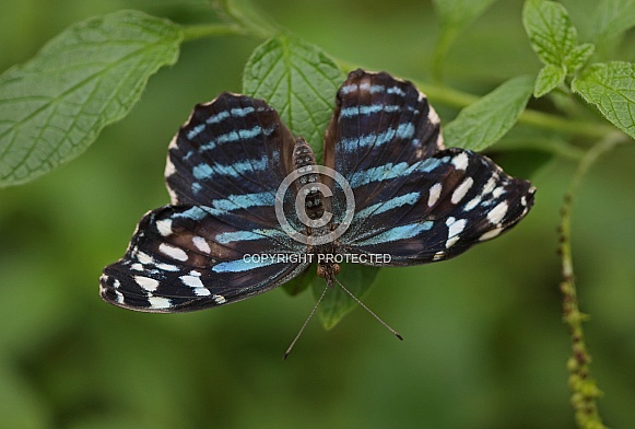 Blue Wave Butterfly Blue Wave Butterfly
