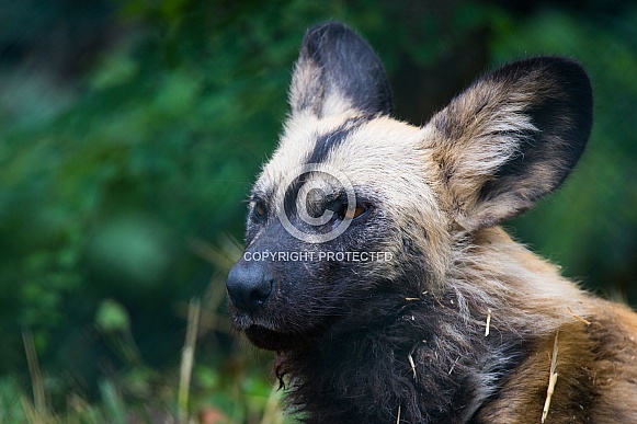 African painted dog