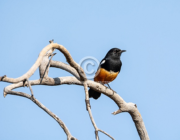 Mocking Cliff-chat Mocking Cliff-chat