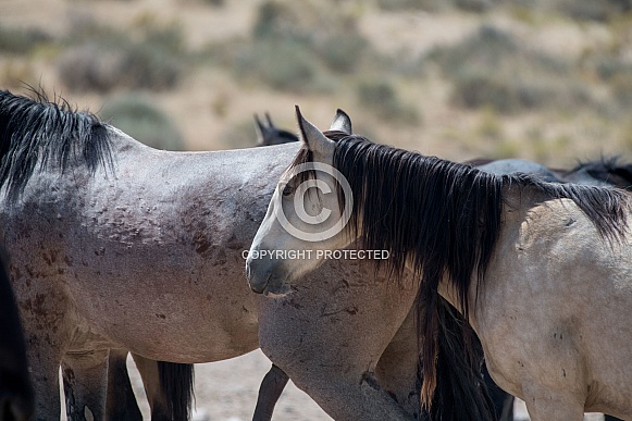 Wild Horses Wild Horses