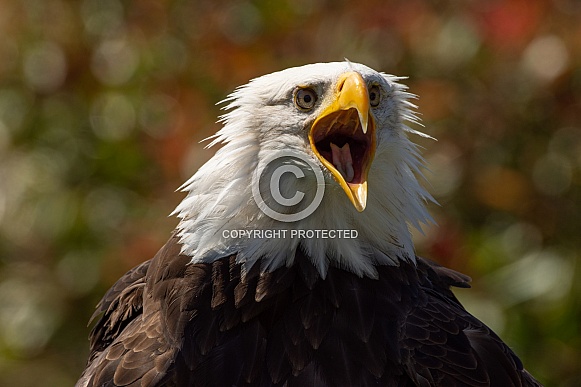 Bald Eagle close-up portrait