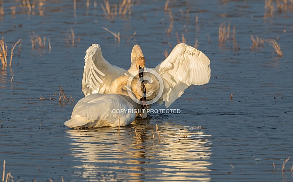 Trumpeter Swan Pair