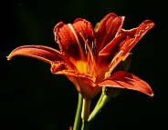 Orange Tiger Lily