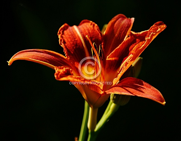 Orange Tiger Lily