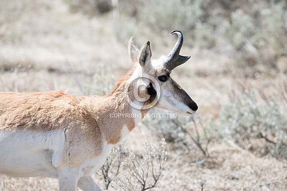 Wild Antelope, Pronghorn Wild Antelope, Pronghorn