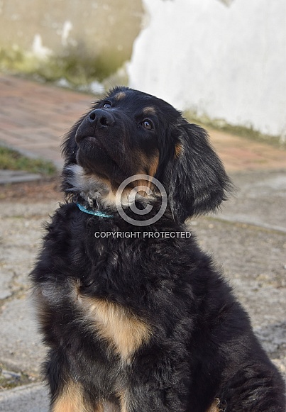 Hovawart Puppy Hovawart Puppy