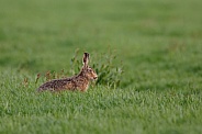 Hare