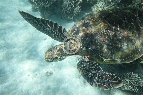 Green Turtle Green Turtle