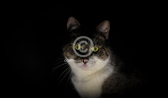 Mystery Cat Mystery Cat