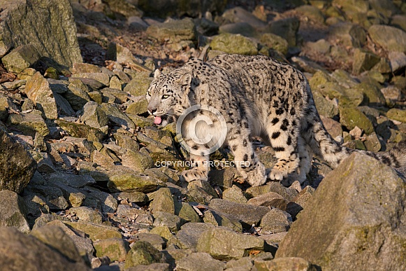 Snow leopard Snow leopard