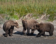 Three bears playing on the beach