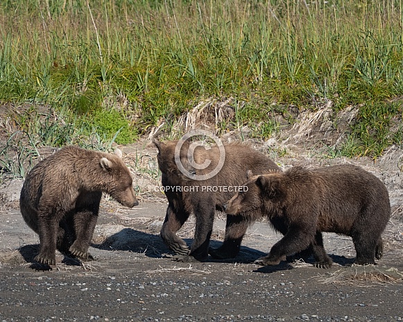 Three bears playing on the beach Three bears playing on the beach