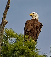 Bald Eagle