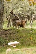 Fallow Deer